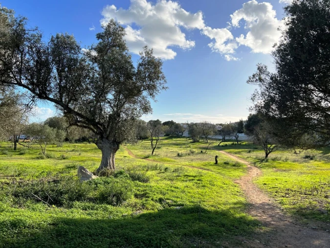 Terreno para Venda em Albufeira e Olhos de Água Foto 12