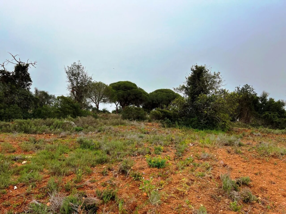 Terreno para Venda em Guia Foto 6