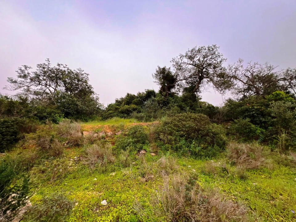 Terreno para Venda em Guia Foto 22