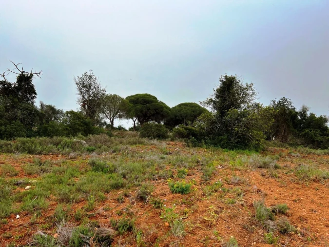 Terreno para Venda em Guia Foto 6