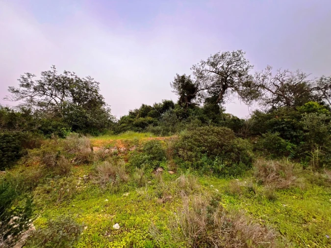 Terreno para Venda em Guia Foto 22