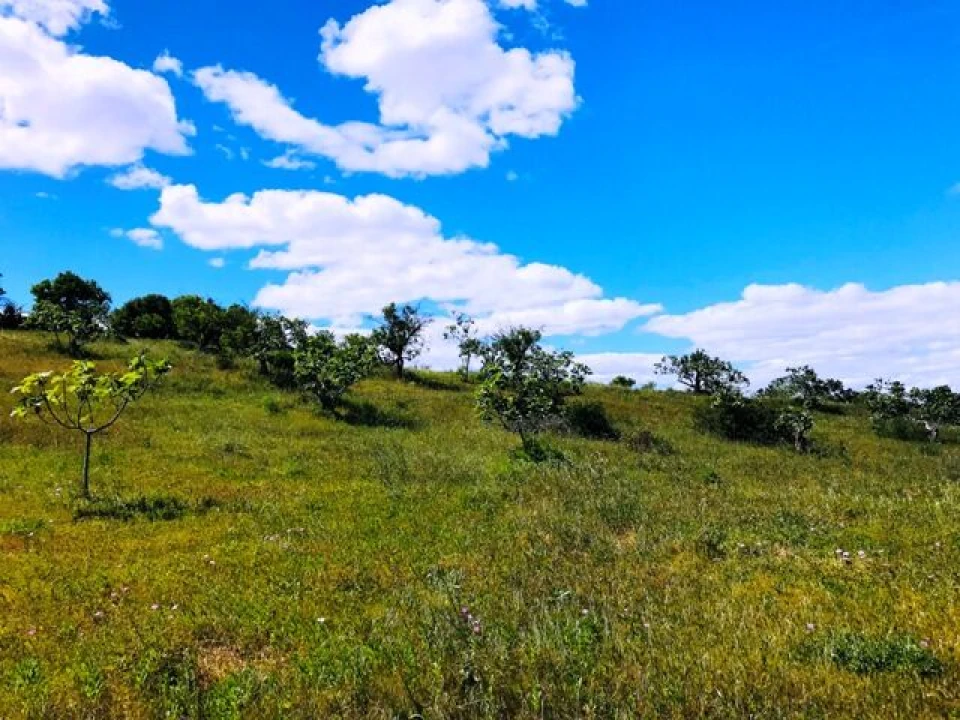 Terreno para Venda em Guia Foto 3
