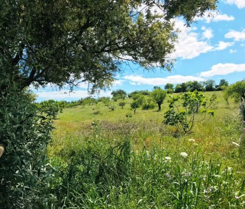 Terreno para Venda em Guia Foto 6