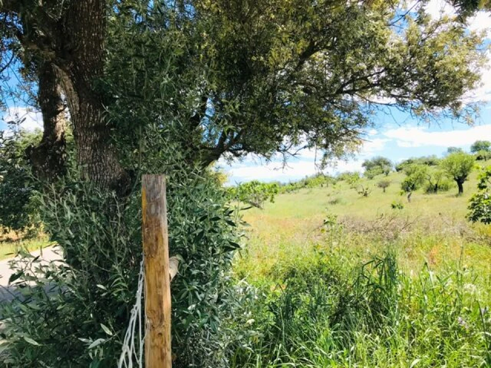 Terreno para Venda em Guia Foto 7
