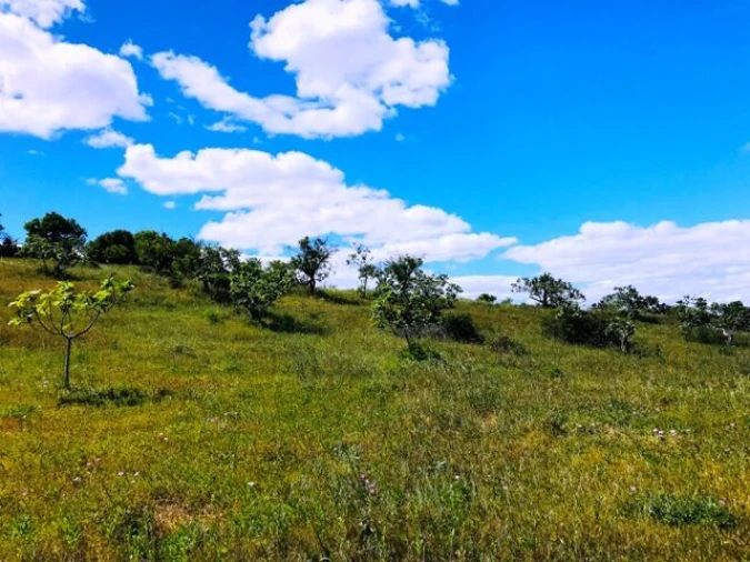 Terreno para Venda em Guia Foto 3