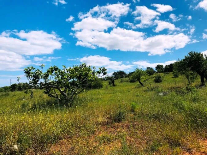 Terreno para Venda em Guia Foto 8