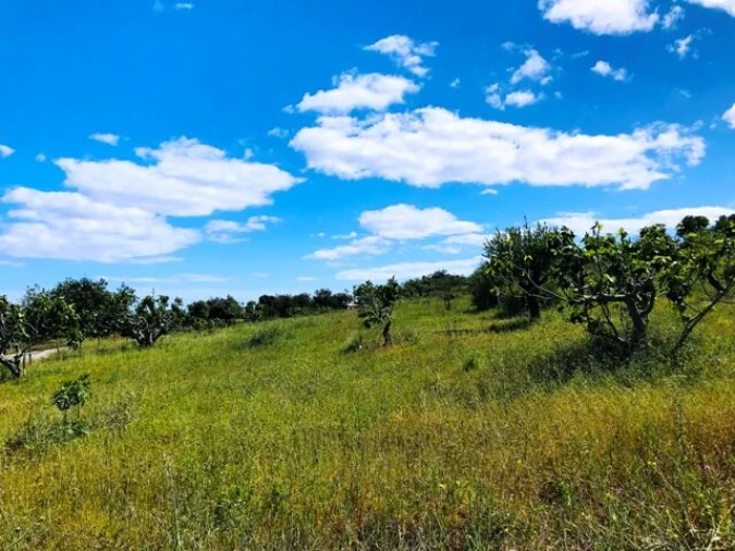 Terreno para Venda em Guia Foto 13