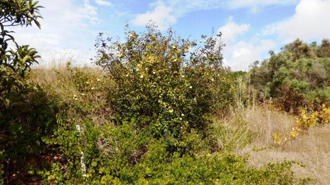 Terreno para Venda em Alcantarilha e Pêra Foto 1