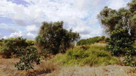Terreno para Venda em Alcantarilha e Pêra