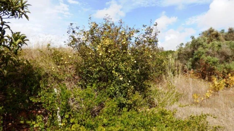 Terreno para Venda em Alcantarilha e Pêra