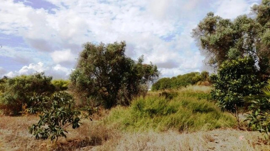 Terreno para Venda em Alcantarilha e Pêra Foto 5
