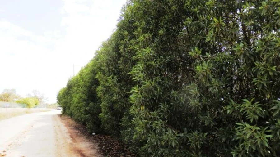 Terreno para Venda em Alcantarilha e Pêra Foto 7