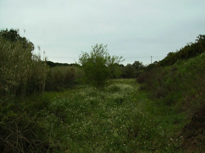 Terreno para Venda em Albufeira e Olhos de Água Foto 3