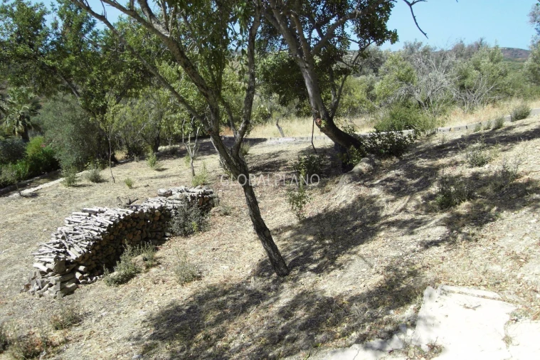 Terreno para Venda em Mexilhoeira Grande Foto 10
