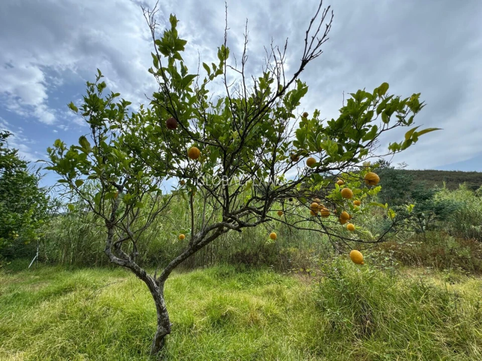 Terreno para Venda em Mexilhoeira Grande Foto 4