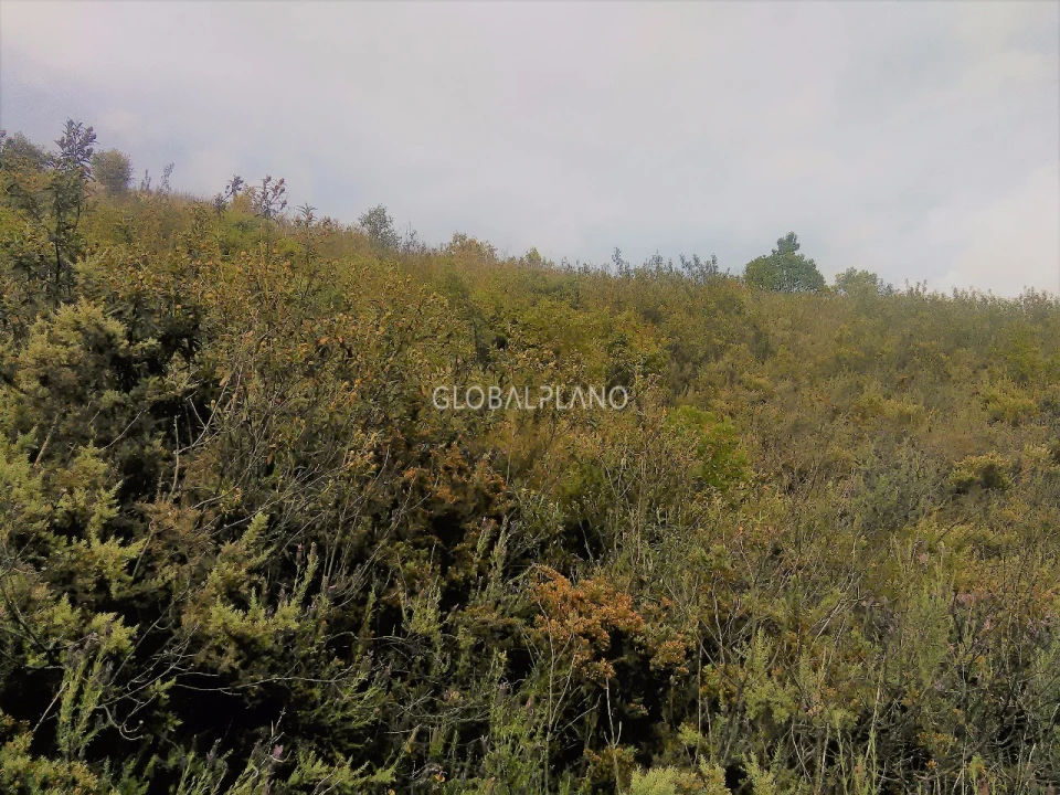 Terreno para Venda em Monchique Foto 3
