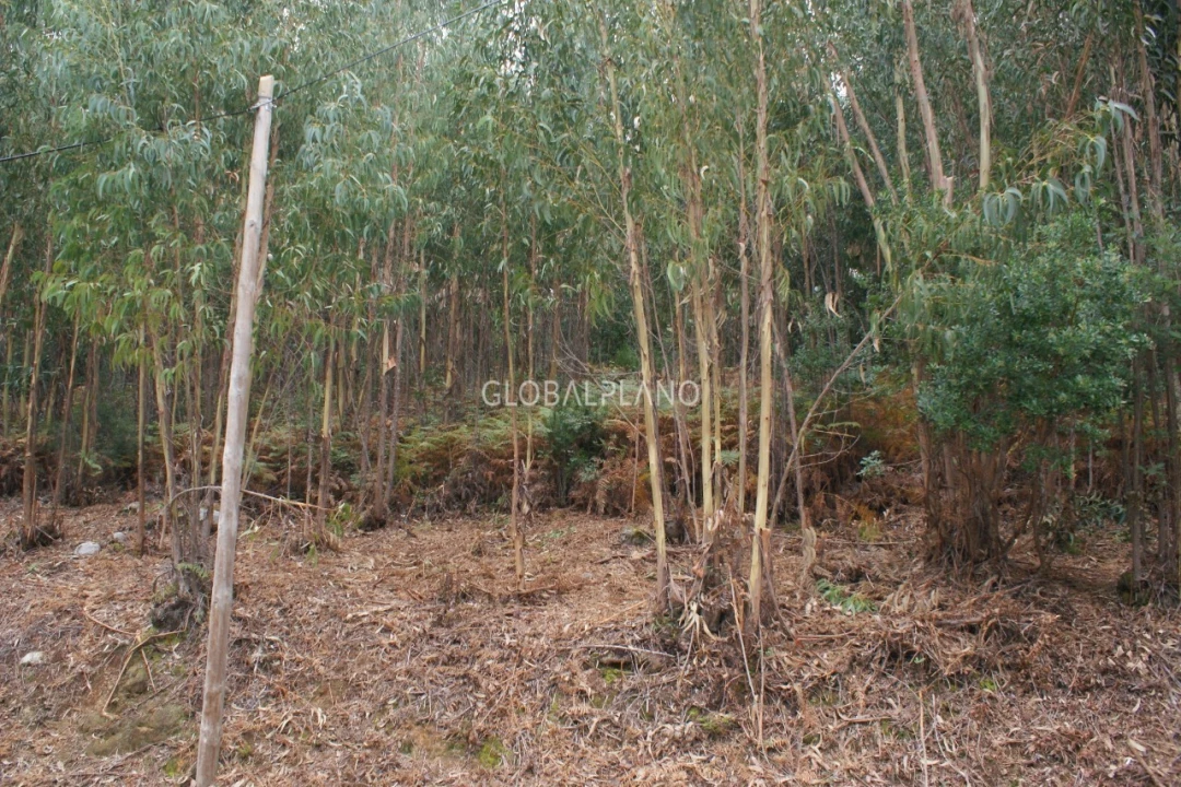Terreno para Venda em Marmelete Foto 3