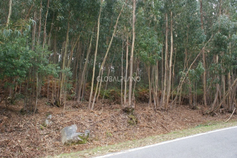 Terreno para Venda em Marmelete Foto 4