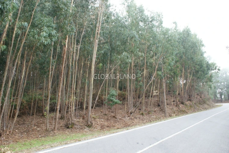 Terreno para Venda em Marmelete Foto 6