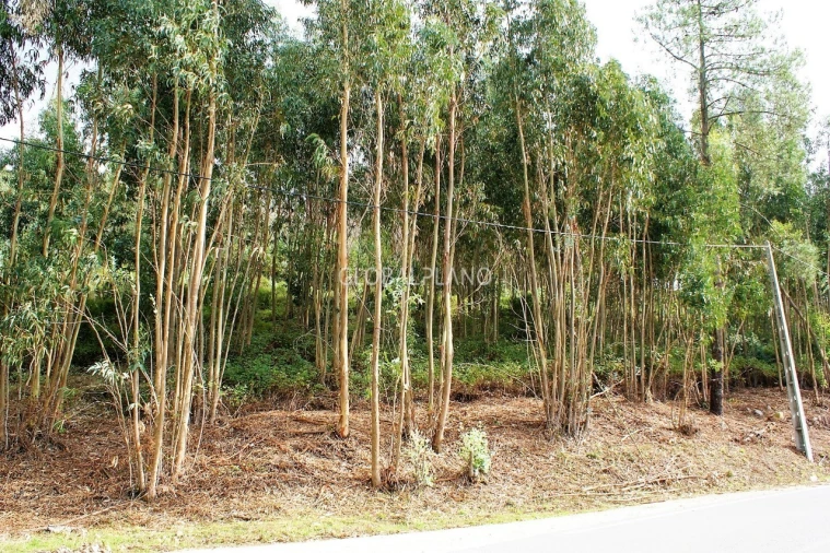 Terreno para Venda em Marmelete Foto 2