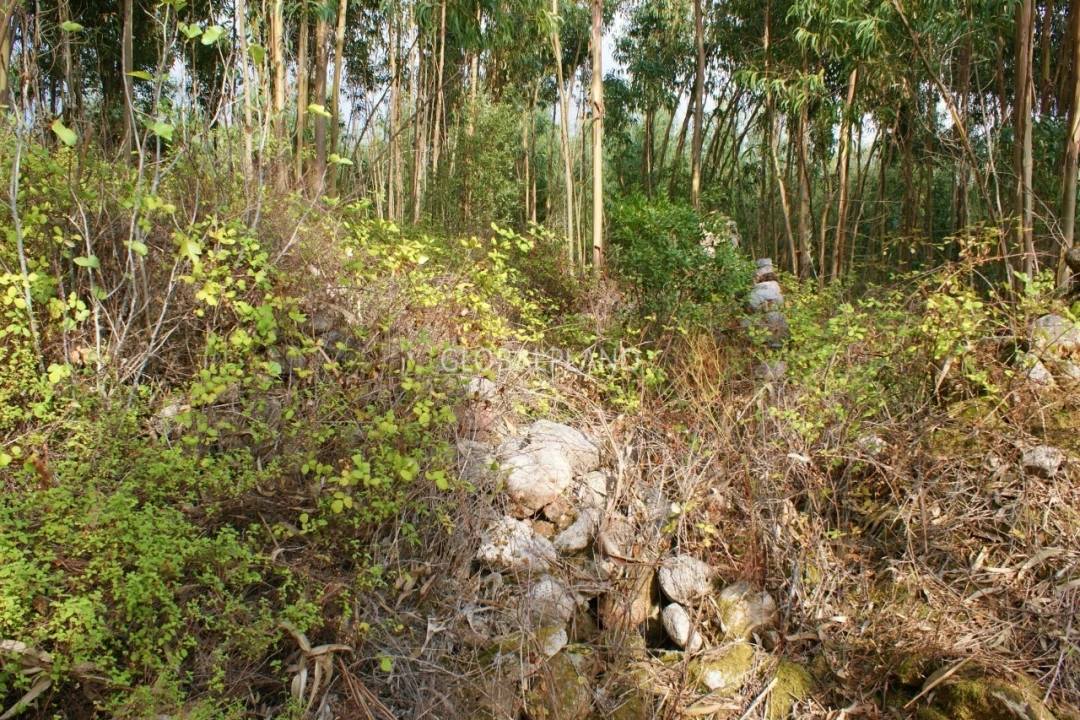 Terreno para Venda em Marmelete Foto 6
