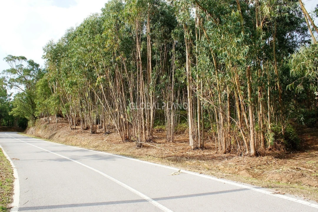 Terreno para Venda em Marmelete Foto 8