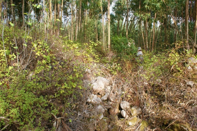 Terreno para Venda em Marmelete Foto 6
