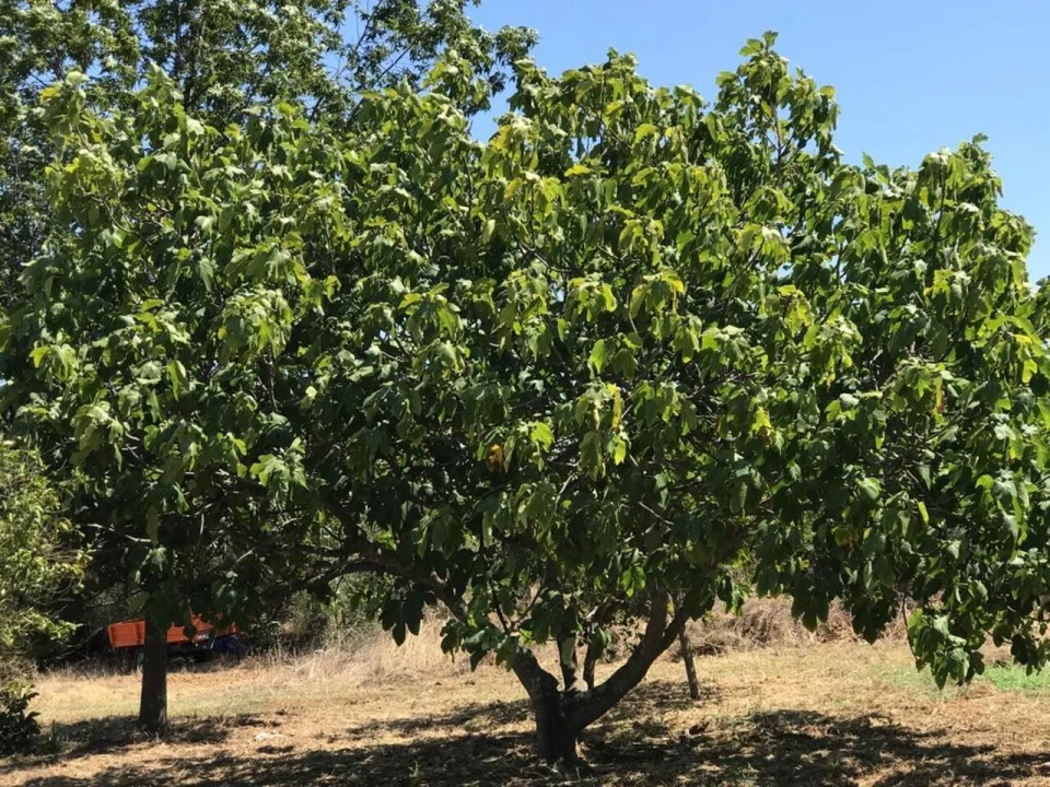 Moradia T4 para Venda em Vidigueira Foto 19