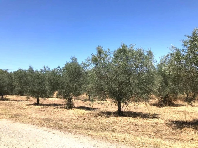 Moradia T4 para Venda em Vidigueira Foto 5