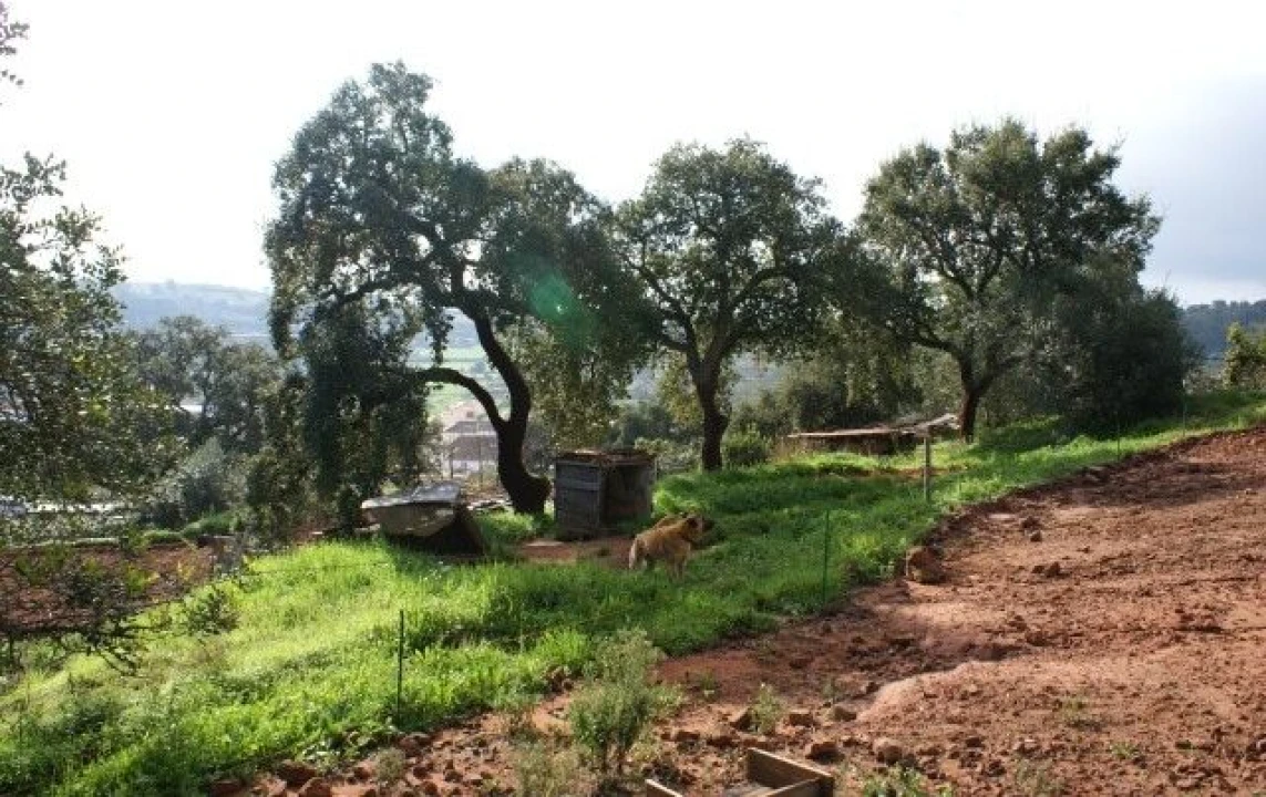 Terreno para Venda em São Bartolomeu de Messines Foto 5