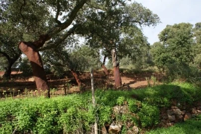 Terreno para Venda em São Bartolomeu de Messines