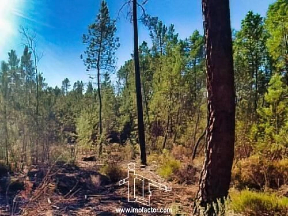 Terreno para Venda em Santo Andre das Tojeiras Foto 7