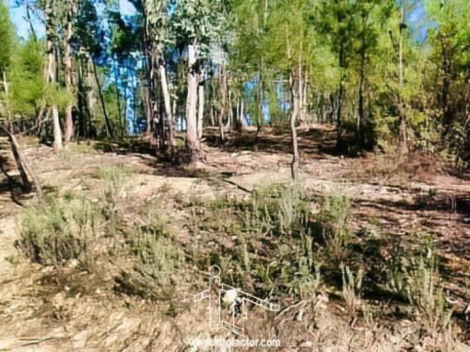 Terreno para Venda em Santo Andre das Tojeiras Foto 6