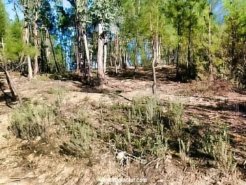 Terreno para Venda em Santo Andre das Tojeiras