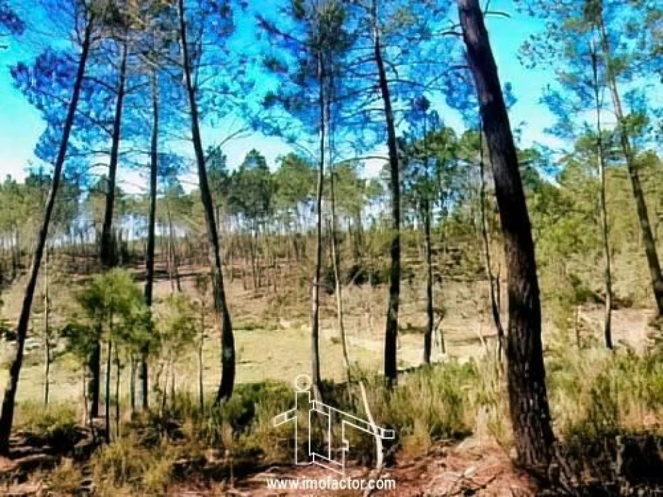 Quinta T0 para Venda em Santo Andre das Tojeiras Foto 20