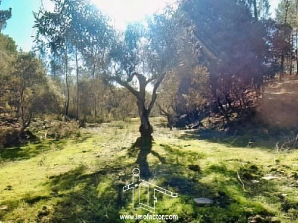 Quinta T0 para Venda em Santo Andre das Tojeiras Foto 14