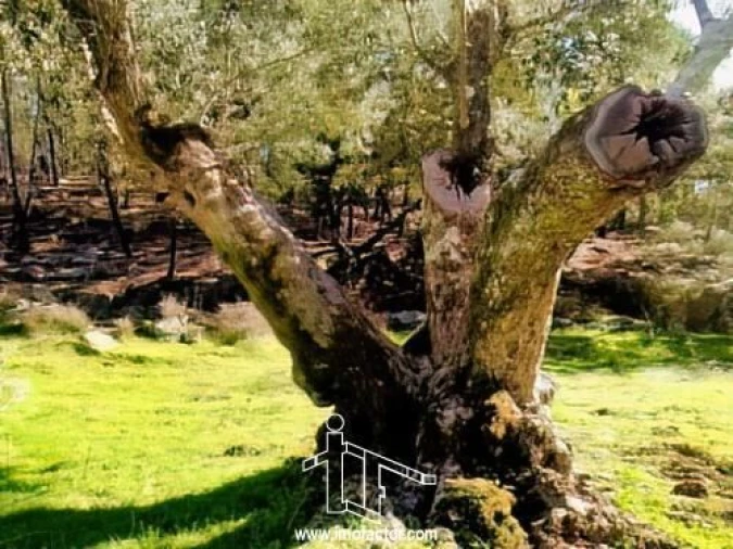 Quinta T0 para Venda em Santo Andre das Tojeiras Foto 13