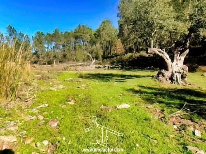 Quinta T0 para Venda em Santo Andre das Tojeiras Foto 12