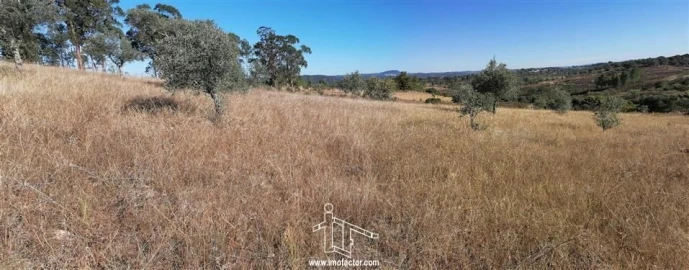 Terreno para Venda em Castelo Branco