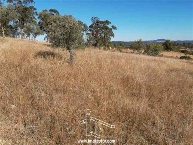 Terreno para Venda em Castelo Branco Foto 3
