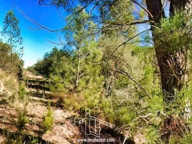 Terreno para Venda em Santo Andre das Tojeiras Foto 13