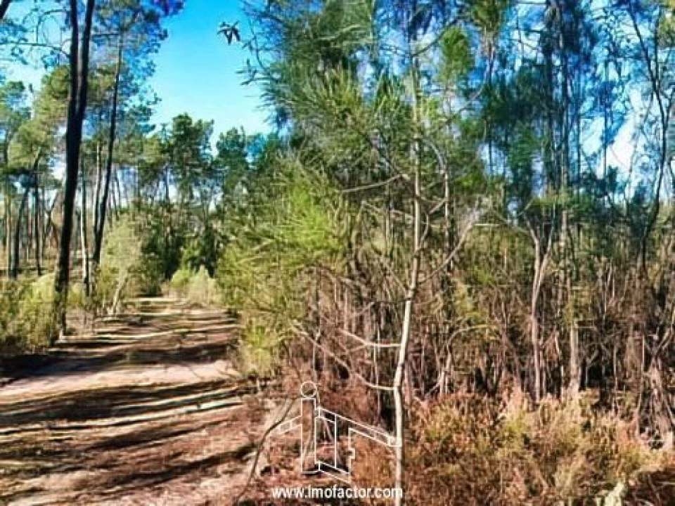 Terreno para Venda em Santo Andre das Tojeiras Foto 10