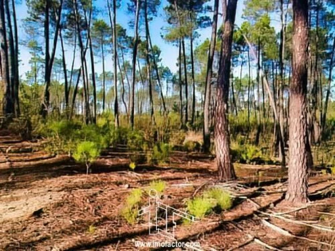 Terreno para Venda em Santo Andre das Tojeiras Foto 12