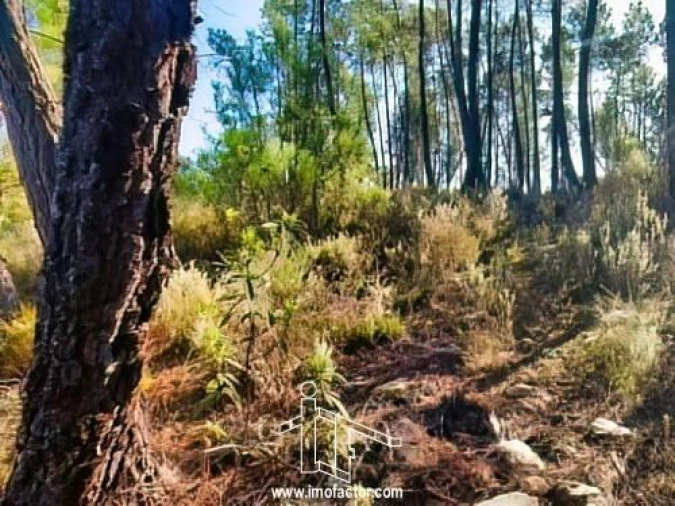 Terreno para Venda em Santo Andre das Tojeiras Foto 9