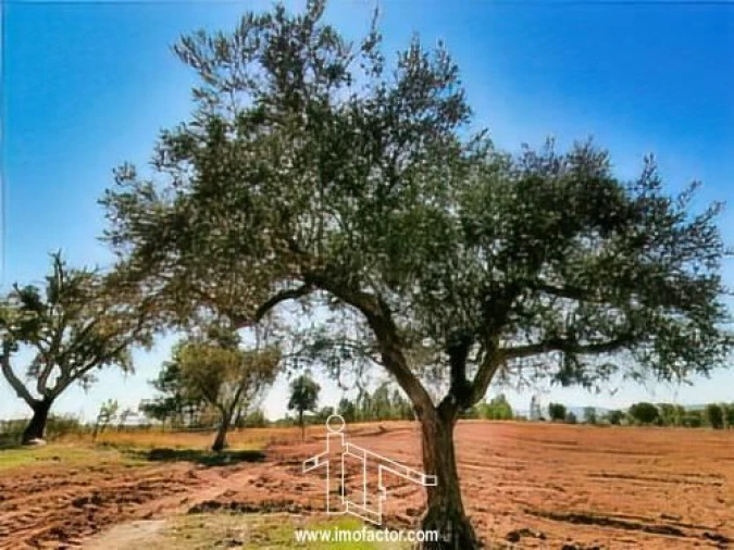 Terreno para Venda em Perais Foto 4