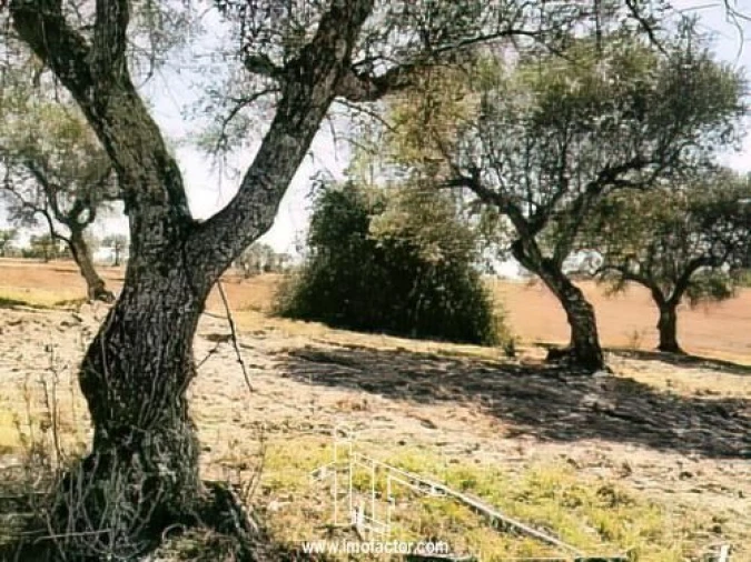 Terreno para Venda em Perais Foto 2