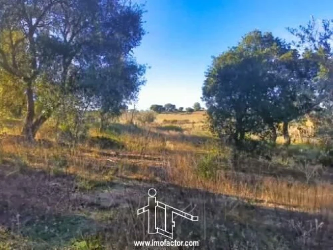 Terreno para Venda em Escalos de Cima e Lousa Foto 4