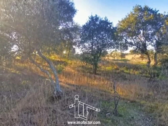 Terreno para Venda em Escalos de Cima e Lousa Foto 3