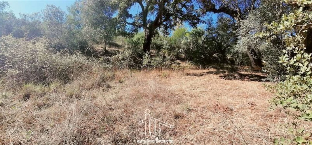 Terreno para Venda em Castelo Branco Foto 7