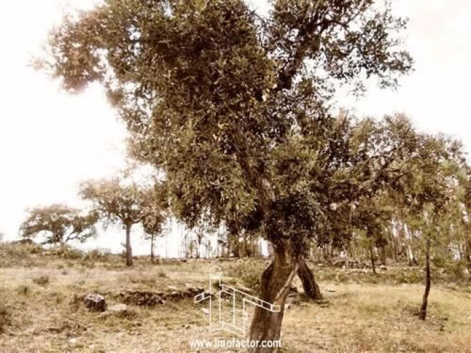 Terreno para Venda em Benquerenças Foto 2
